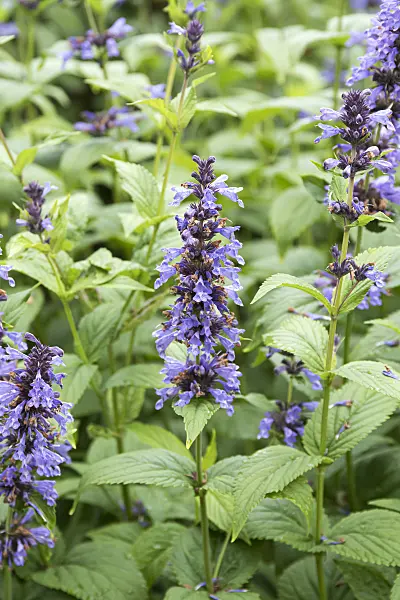 651407 - Menthe aux chats (Nepeta kubanica)
