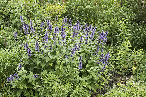 651408 - Menthe aux chats (Nepeta kubanica)