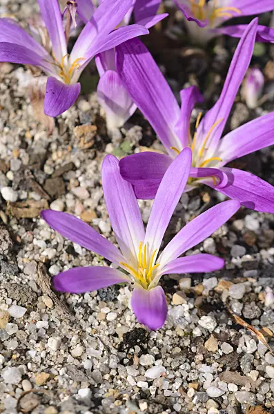 536005 - Merendera montana syn. Colchicum montanum