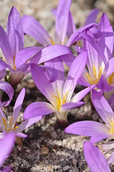 536006 - Merendera montana syn. Colchicum montanum