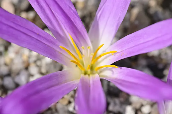 536007 - Merendera montana syn. Colchicum montanum