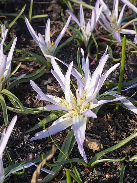 400030 - Merendera sobolifera syn. Colchicum soboliferum in the sunlight