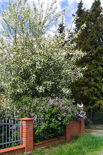 671009 - Merisier à grappes (Prunus padus) et lilas (Syringa)
