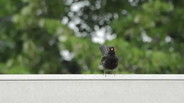 510117 - Merle noir (Turdus merula) sur un toit