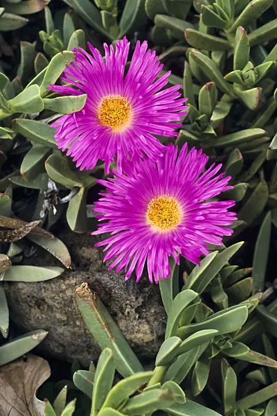 397060 - Mesemb (Carpobrotus acinaciformis syn. Mesembryanthemum acinaciformis)