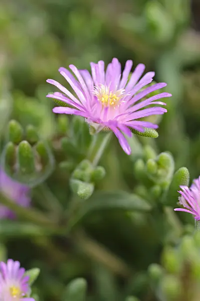 475225 - Mesemb (Delosperma aberdeenense)