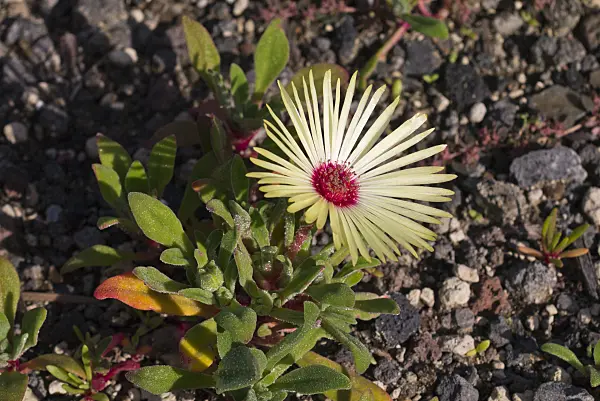 573112 - Mesemb (Dorotheanthus bellidiformis)