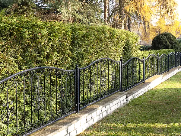 478073 - Metal fence with arborvitae hedge