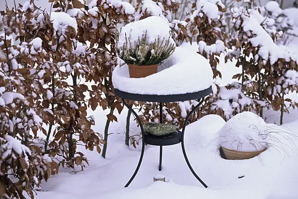 433238 - Metal garden table with curved legs and heather in plant pot in front of a beech hedge in deep snow