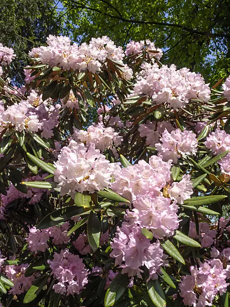 437267 - Metternichs Rhododendron (Rhododendron degronianum)