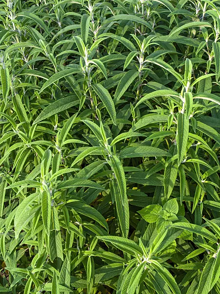 450062 - Mexican bush sage (Salvia leucantha)