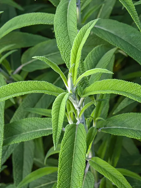 450063 - Mexican bush sage (Salvia leucantha)