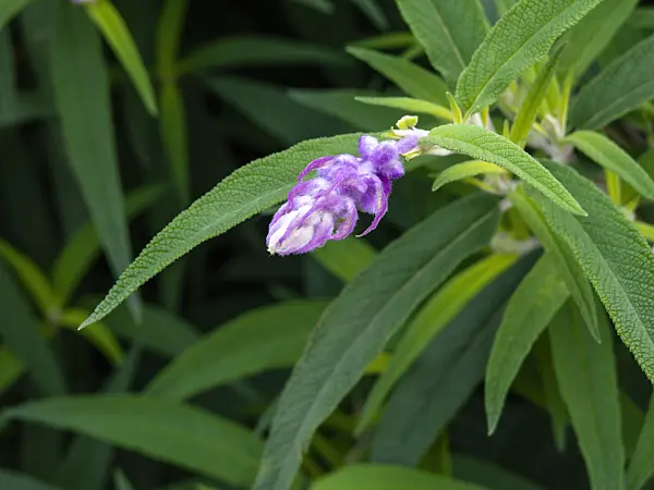 465306 - Mexican bush sage (Salvia leucantha)