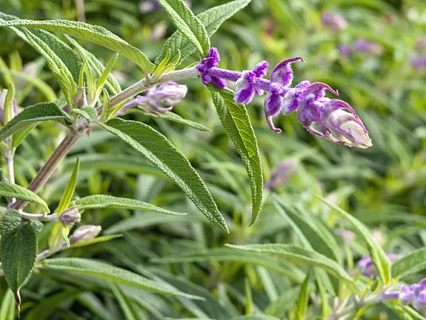 465307 - Mexican bush sage (Salvia leucantha)