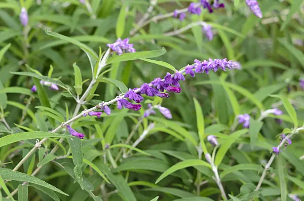 525314 - Mexican bush sage (Salvia leucantha)