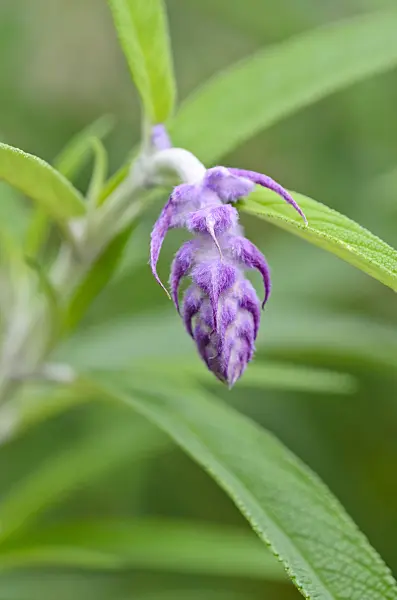525315 - Mexican bush sage (Salvia leucantha)