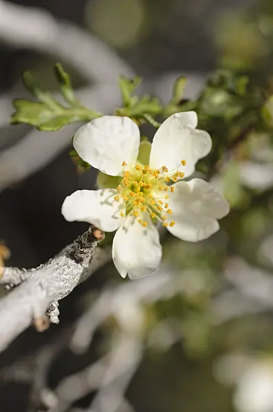 508301 - Mexican cliffrose (Purshia mexicana)