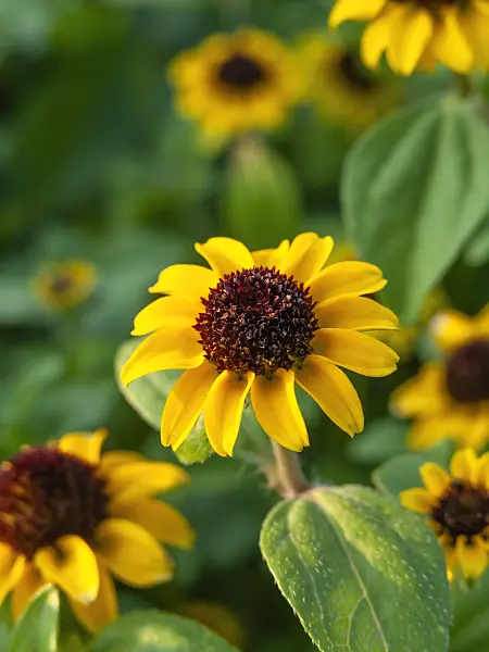 450072 - Mexican creeping zinnia (Sanvitalia procumbens syn. Sanvitalia speciosa)