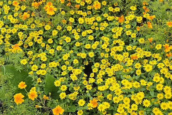 489021 - Mexican creeping zinnia (Sanvitalia procumbens syn. Sanvitalia speciosa)