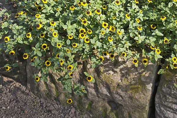 573110 - Mexican creeping zinnia (Sanvitalia procumbens syn. Sanvitalia speciosa)