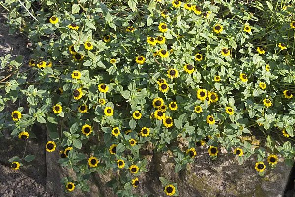 573111 - Mexican creeping zinnia (Sanvitalia procumbens syn. Sanvitalia speciosa)