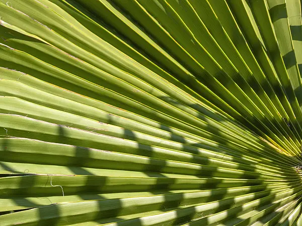 416036 - Mexican fan palm (Washingtonia robusta)