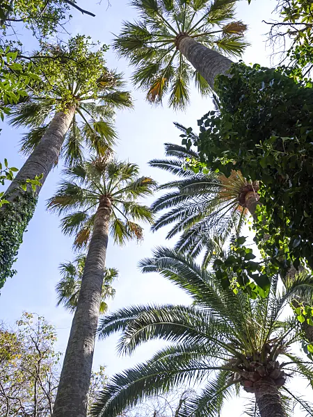 424055 - Mexican fan palm (Washingtonia robusta)