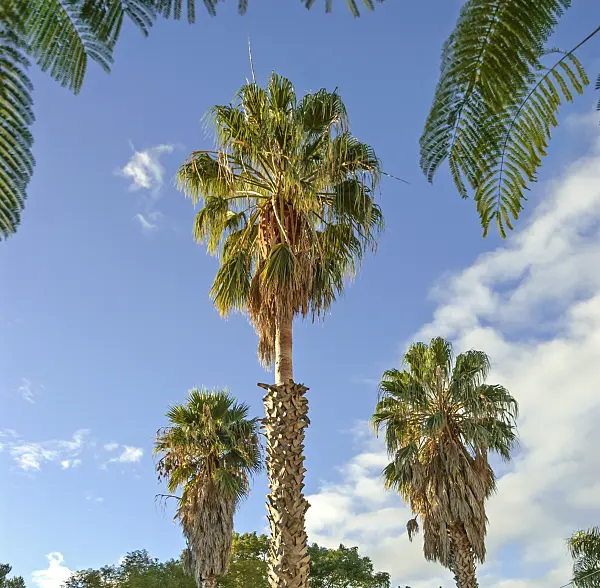 517486 - Mexican fan palm (Washingtonia robusta)