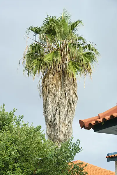 535335 - Mexican fan palm (Washingtonia robusta)