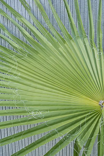 595028 - Mexican fan palm (Washingtonia robusta)