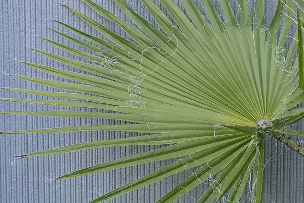 597019 - Mexican fan palm (Washingtonia robusta)