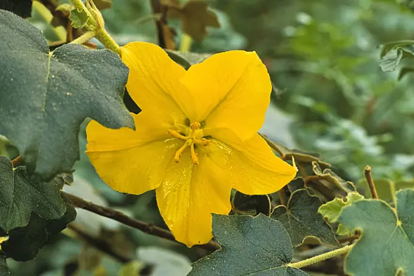 379062 - Mexican flannelbush (Fremontodendron mexicanum)