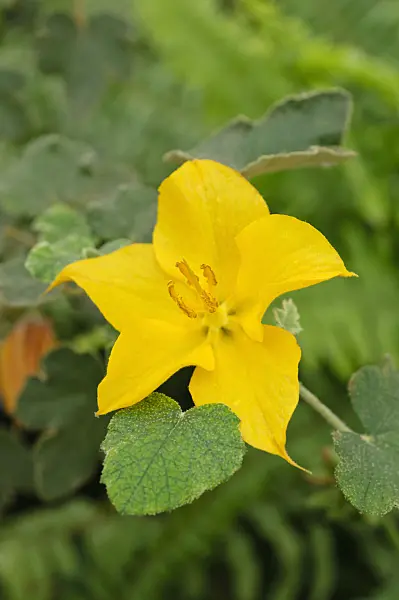 472041 - Mexican flannelbush (Fremontodendron mexicanum)