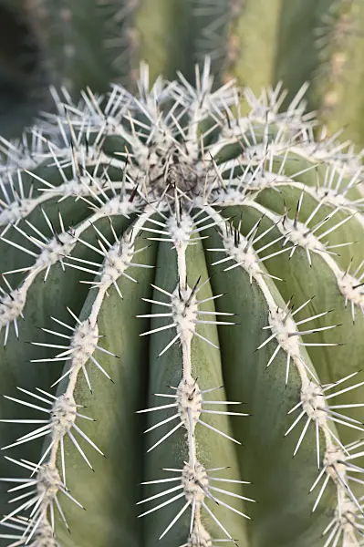516033 - Mexican giant cardon (Pachycereus pringlei)
