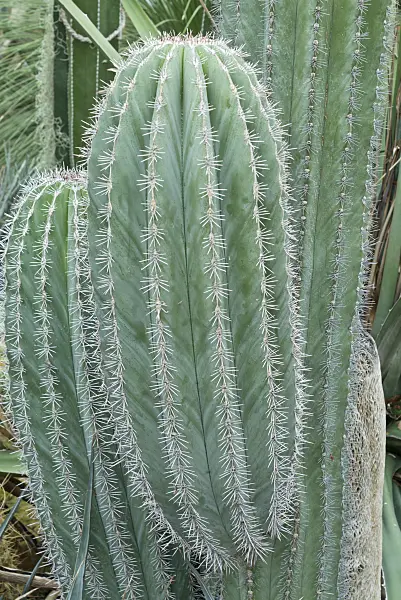 559005 - Mexican giant cardon (Pachycereus pringlei)