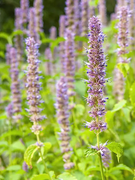 440223 - Mexican giant hyssop (Agastache mexicana)