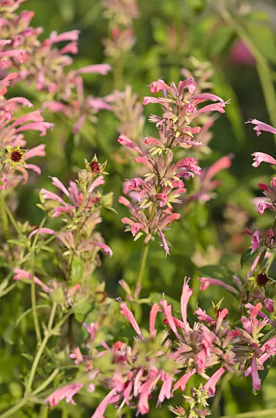 534428 - Mexican giant hyssop (Agastache mexicana 'Red Fortune')