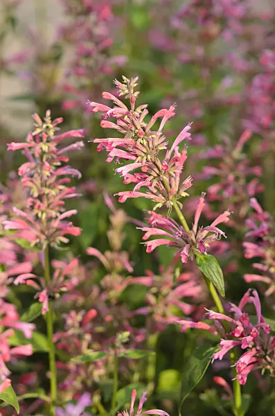 534429 - Mexican giant hyssop (Agastache mexicana 'Red Fortune')