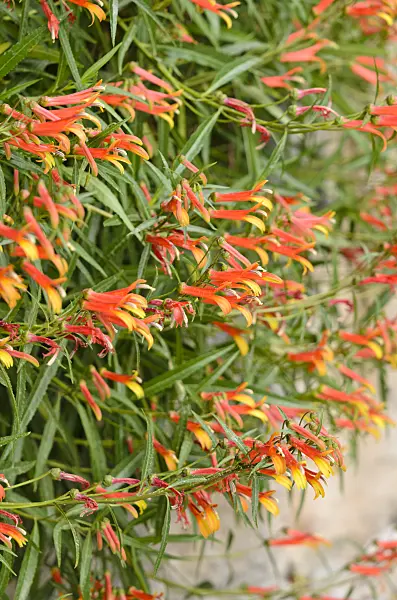 533023 - Mexican lobelia (Lobelia laxiflora)