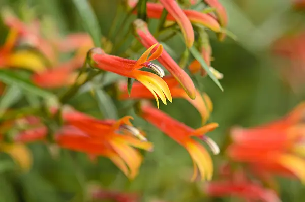 533024 - Mexican lobelia (Lobelia laxiflora)