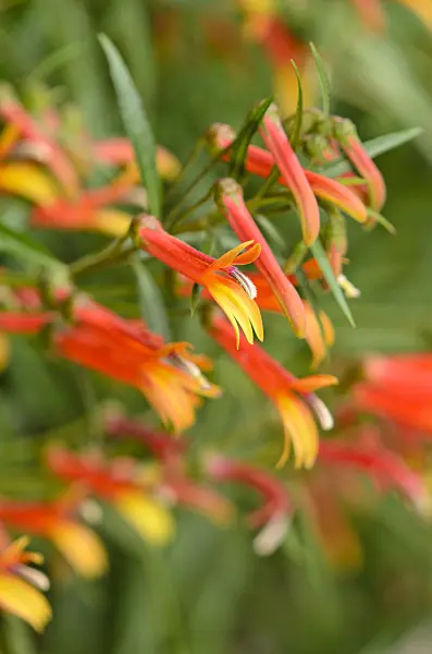 533025 - Mexican lobelia (Lobelia laxiflora)
