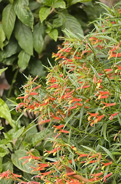 533035 - Mexican lobelia (Lobelia laxiflora)