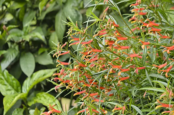 533036 - Mexican lobelia (Lobelia laxiflora)