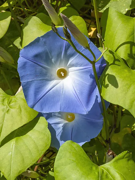 405029 - Mexican morning glory (Ipomoea tricolor)