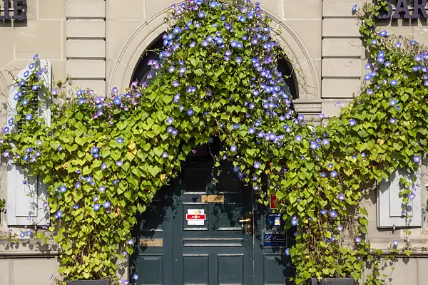 453126 - Mexican morning glory (Ipomoea tricolor), Bern, Switzerland