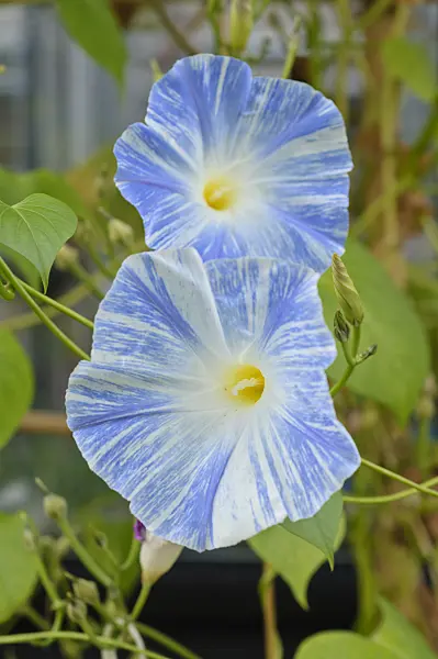476163 - Mexican morning glory (Ipomoea tricolor 'Flying Saucers')