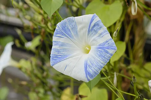 476268 - Mexican morning glory (Ipomoea tricolor 'Flying Saucers')
