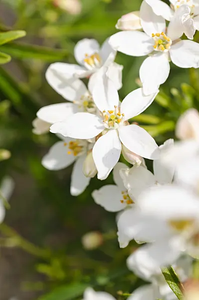 484151 - Mexican orange blossom (Choisya ternata)
