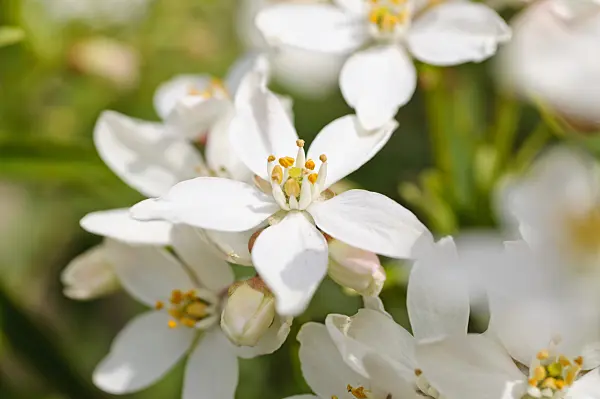 484152 - Mexican orange blossom (Choisya ternata)