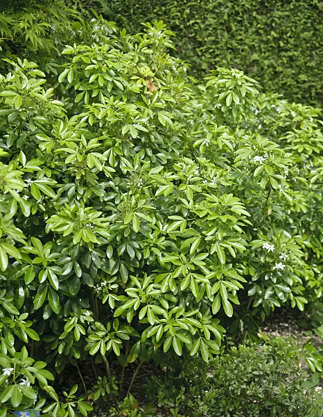 517156 - Mexican orange blossom (Choisya ternata)